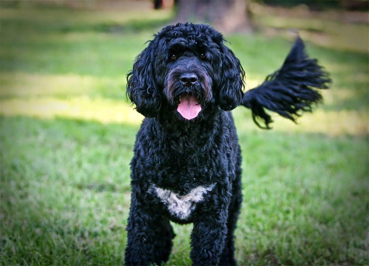 Portuguese Water Dog Breed Image 16