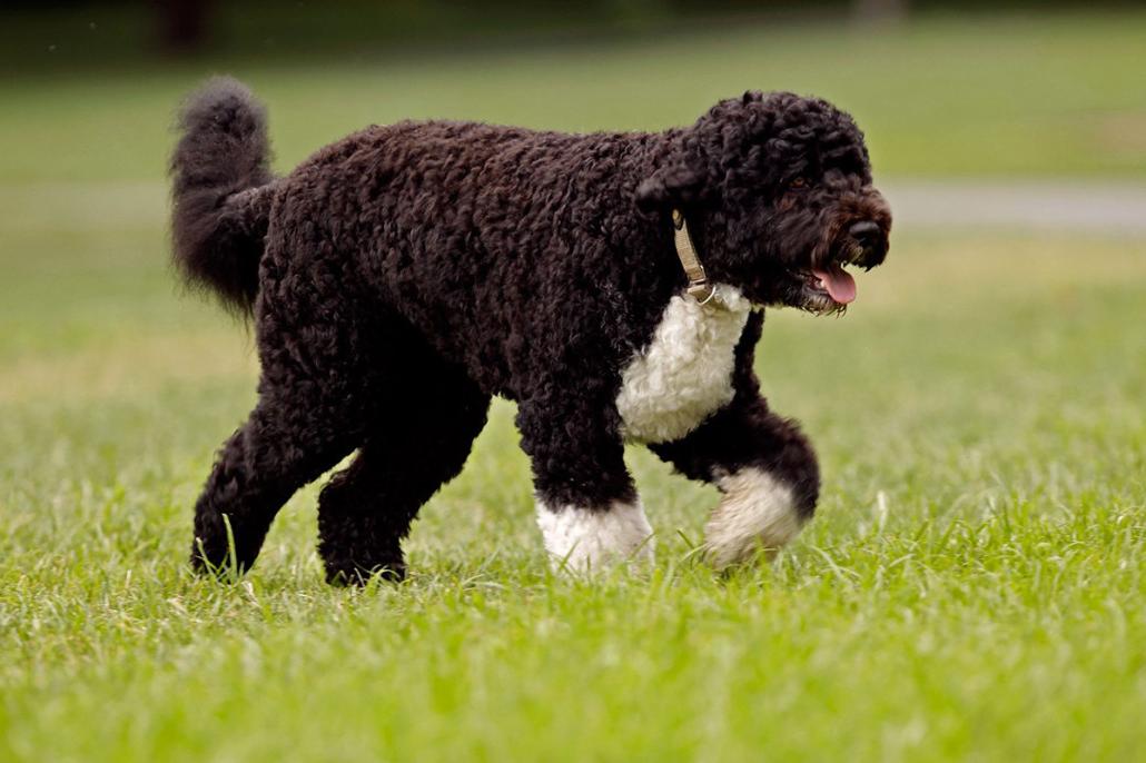 Portuguese Water Dog Breed Image 4