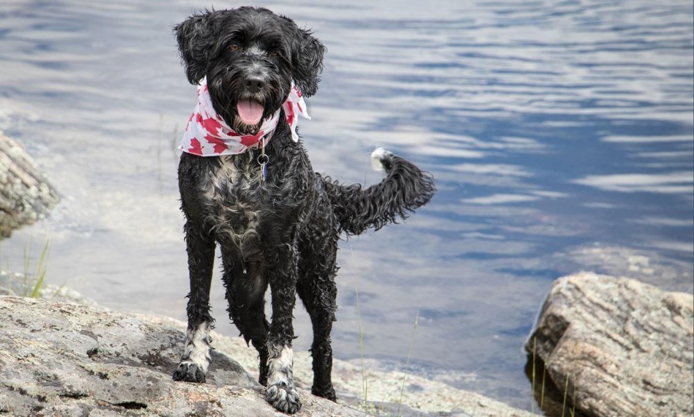 Portuguese Water Dog Breed Image 9