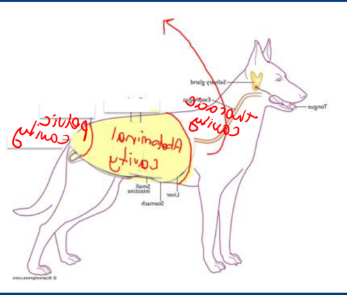 Problems with the Canine Reproductary Tract Image 12