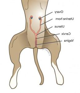 Problems with the Canine Reproductary Tract Image 17