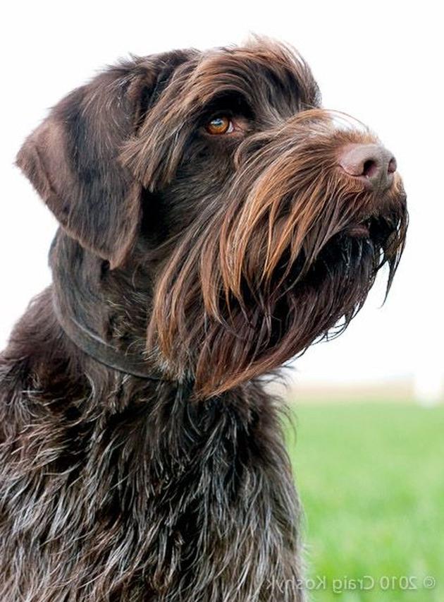 Pudelpointer Dog Breed Image 13