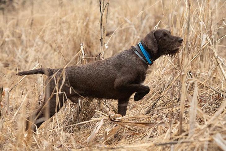 Pudelpointer Dog Breed Image 14