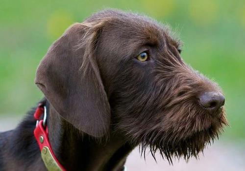 Pudelpointer Dog Breed Image 17