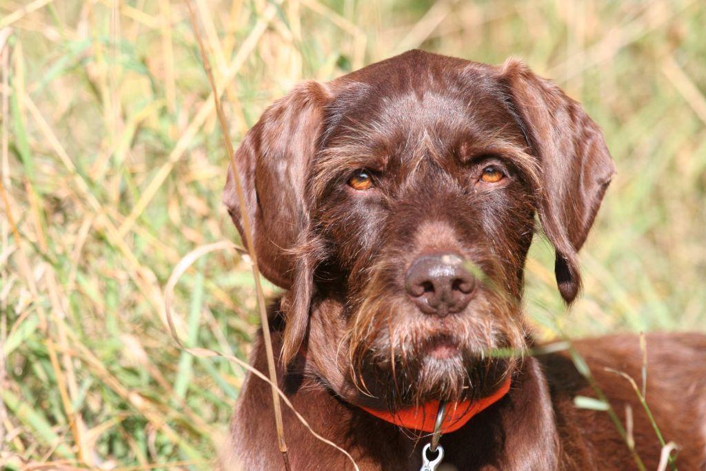 Pudelpointer Dog Breed Image 19