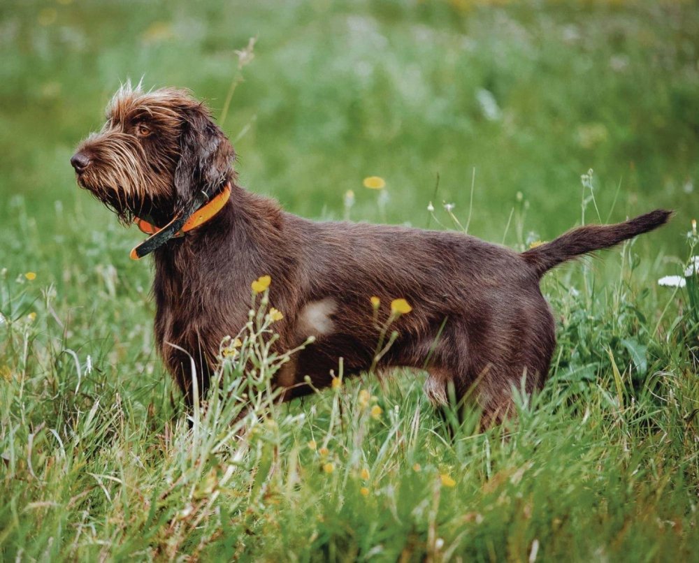 Pudelpointer Dog Breed Image 4