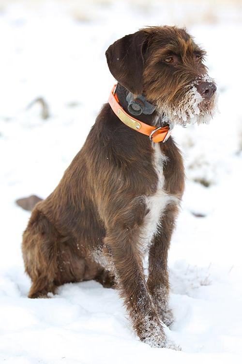 Pudelpointer Dog Breed Image 5