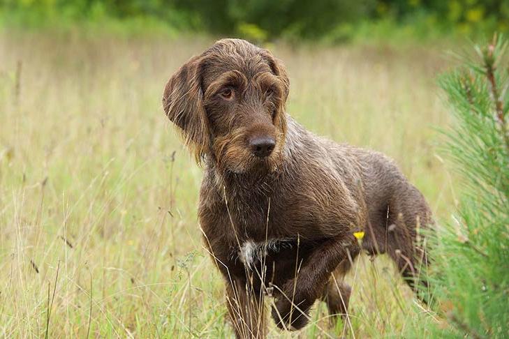 Pudelpointer Dog Breed Image 6