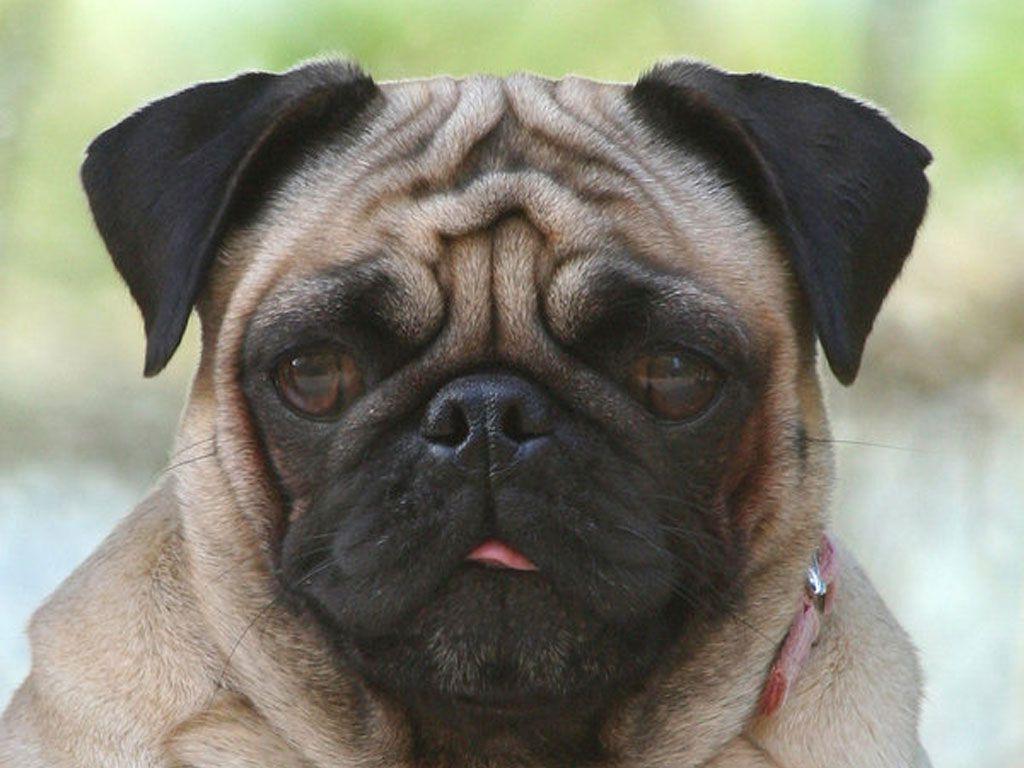 Pug Dog Breed Image 17