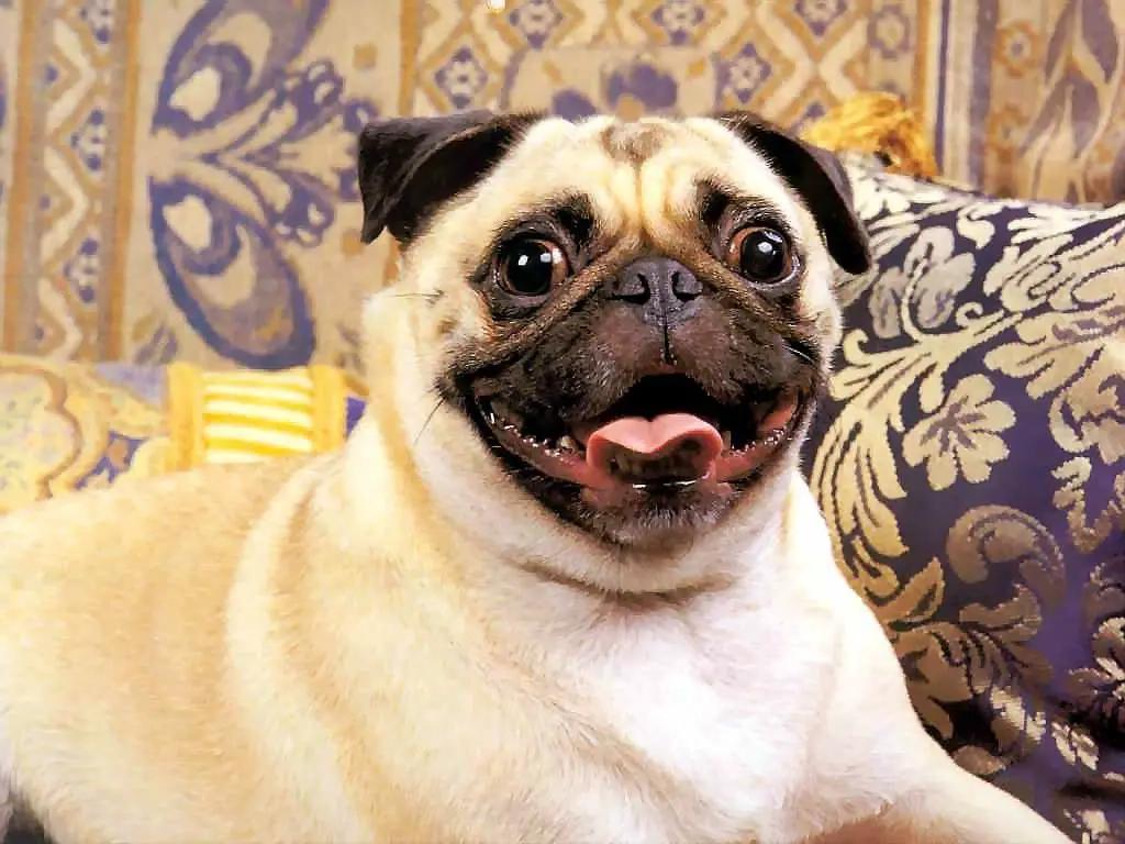 Pug Dog Breed Image 19