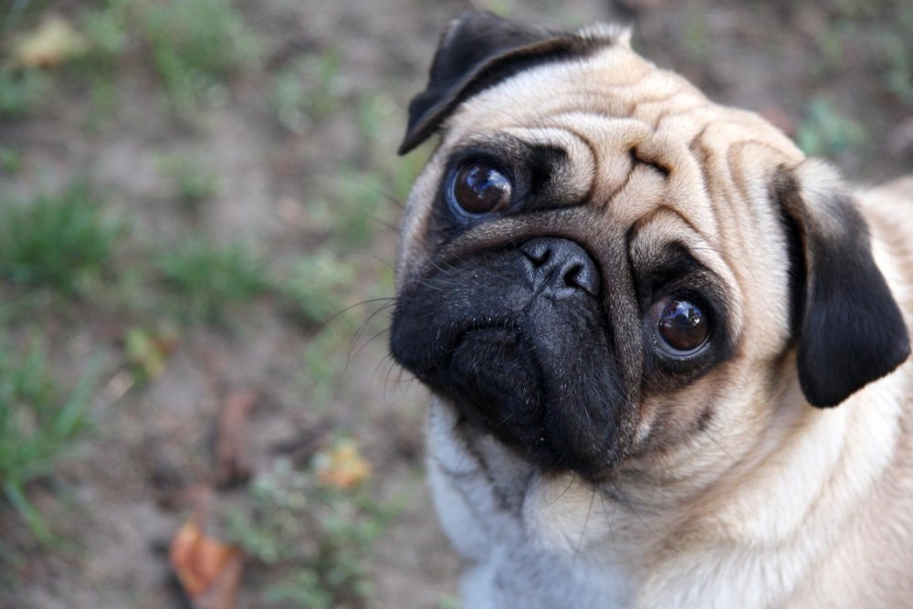 Pug Dog Breed Image 5