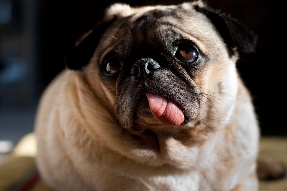 Pug Dog Breed Image 6