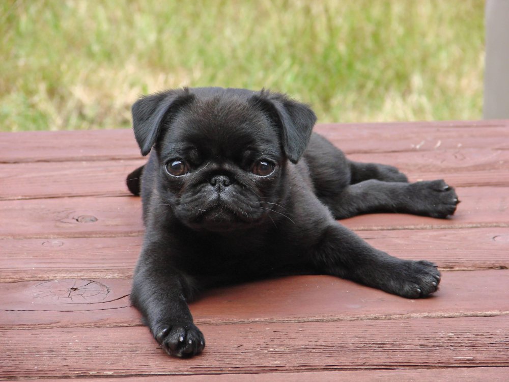 Pug Dog Breed Image 7