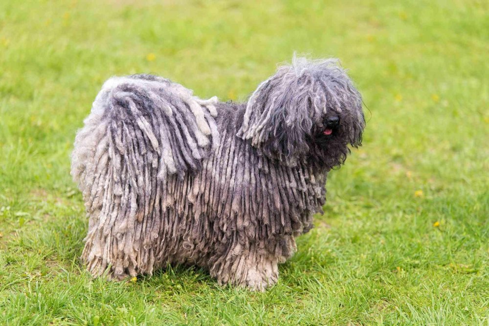 Puli Dog Breed Image 1