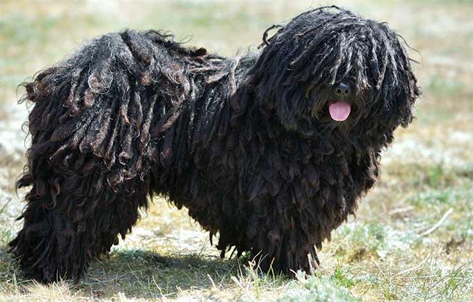 Puli Dog Breed Image 10