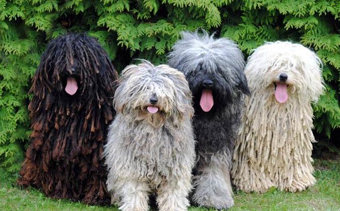 Puli Dog Breed Image 12