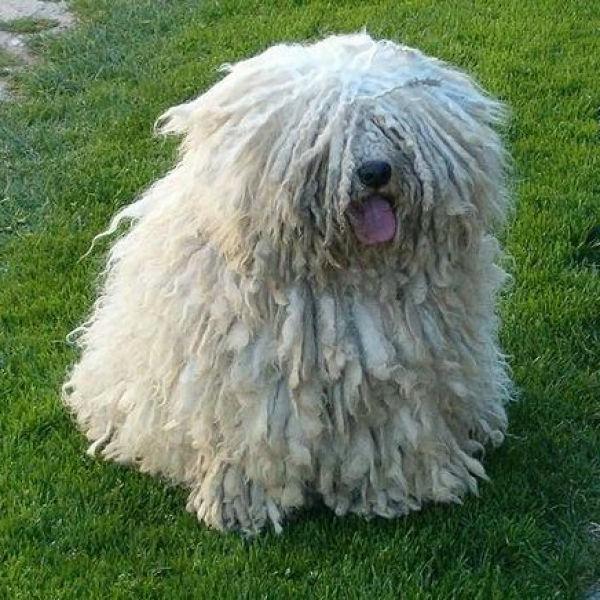 Puli Dog Breed Image 14