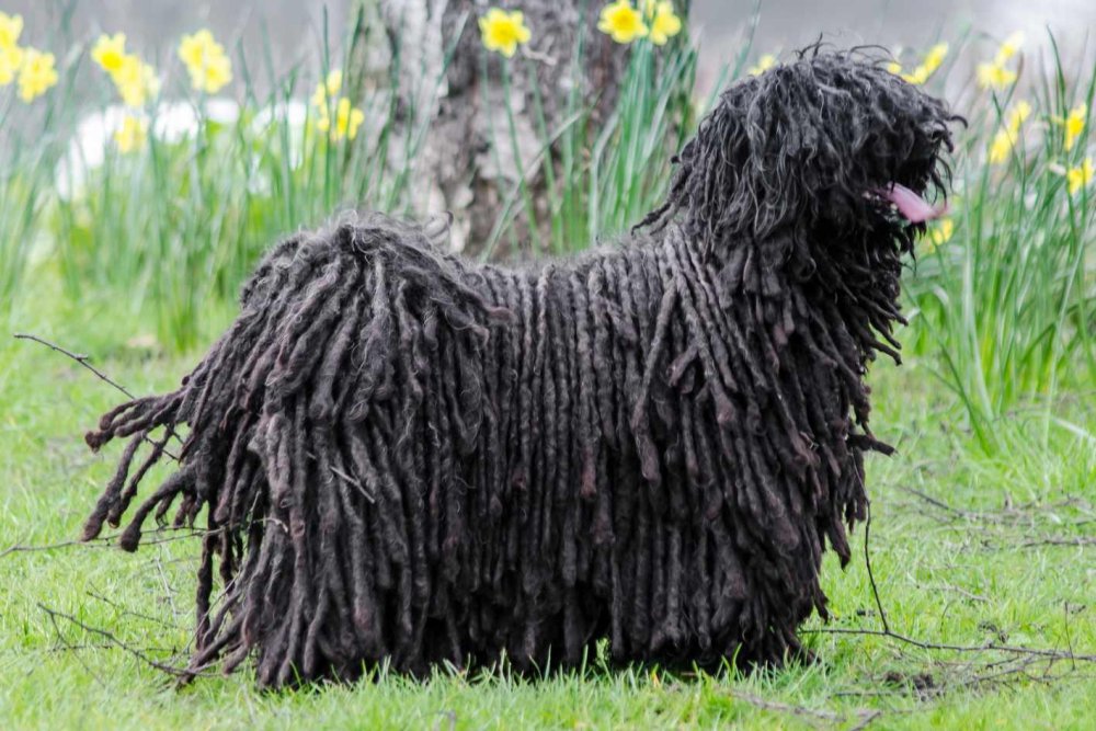 Puli Dog Breed Image 6