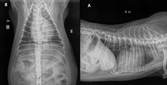 Pulmonary Hypertension in Dogs Image 12