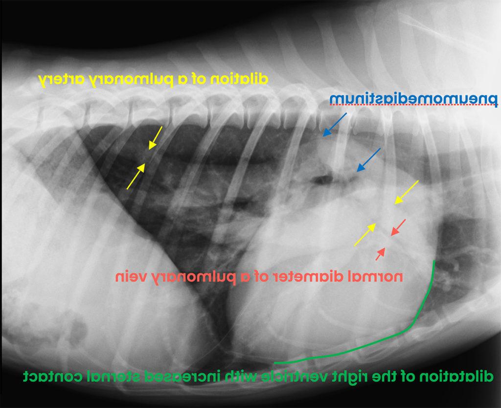 Pulmonary Hypertension in Dogs Image 14