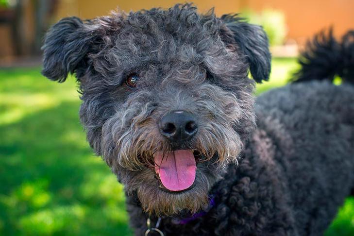 Pumi Dog Breed Image 14