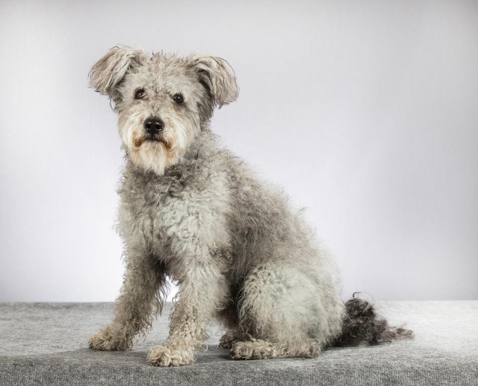 Pumi Dog Breed Image 17