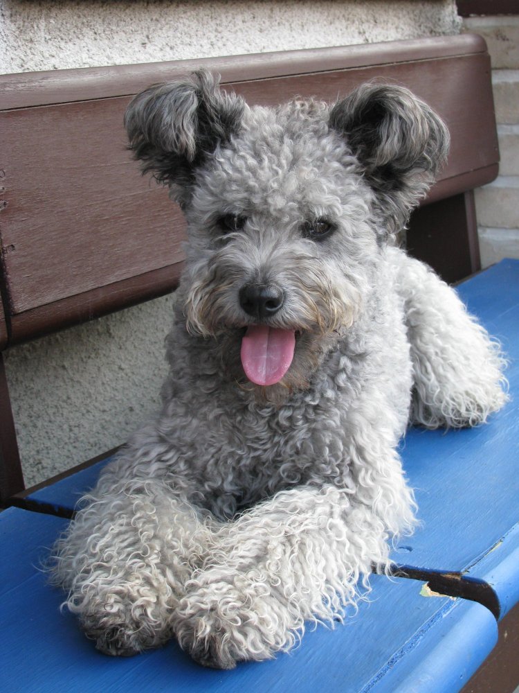 Pumi Dog Breed Image 8