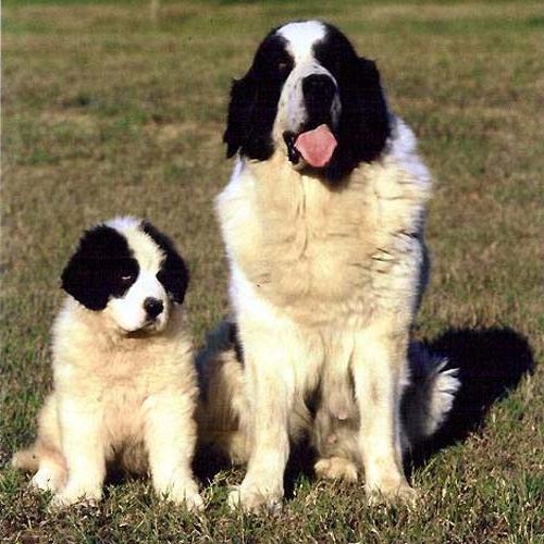 Pyrenean Mastiff Dog Breed Image 1