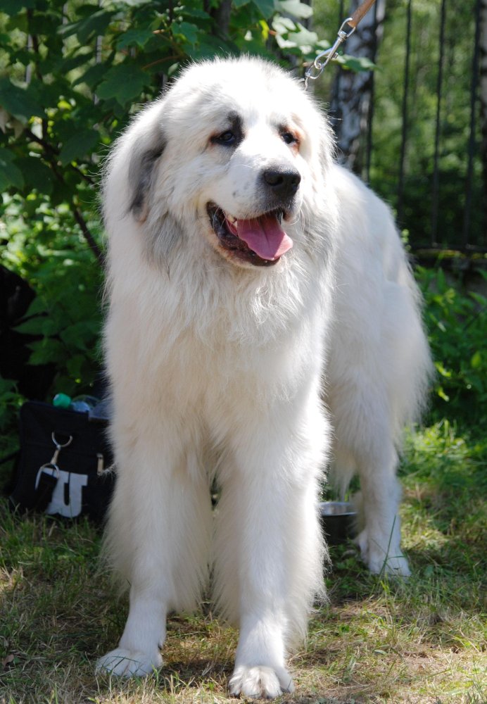 Pyrenean Mastiff Dog Breed Image 15