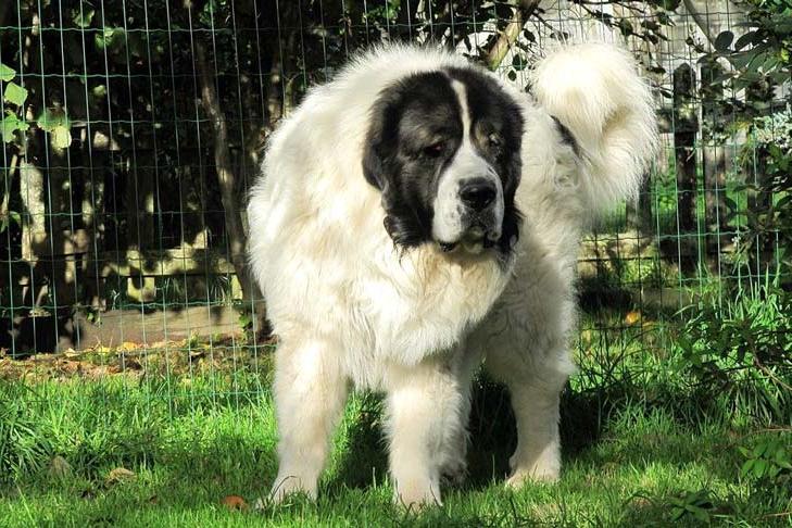 Pyrenean Mastiff Dog Breed Image 19