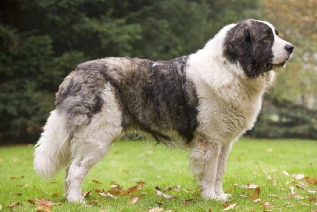 Pyrenean Mastiff Dog Breed Image 4