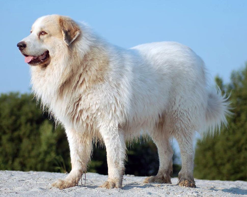 Pyrenean Mastiff Dog Breed Image 5