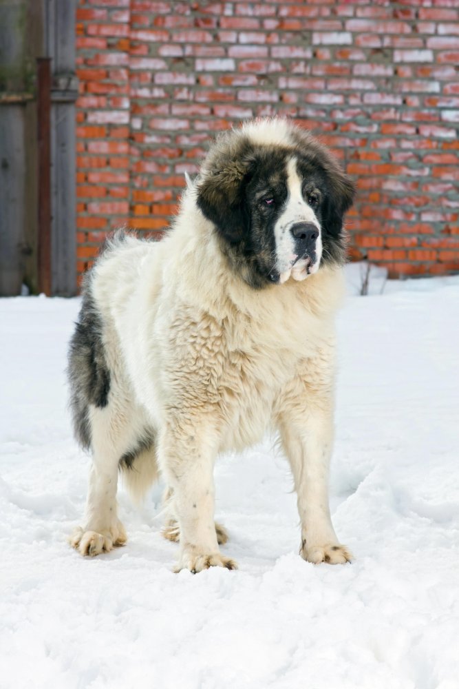 Pyrenean Mastiff Dog Breed Image 8