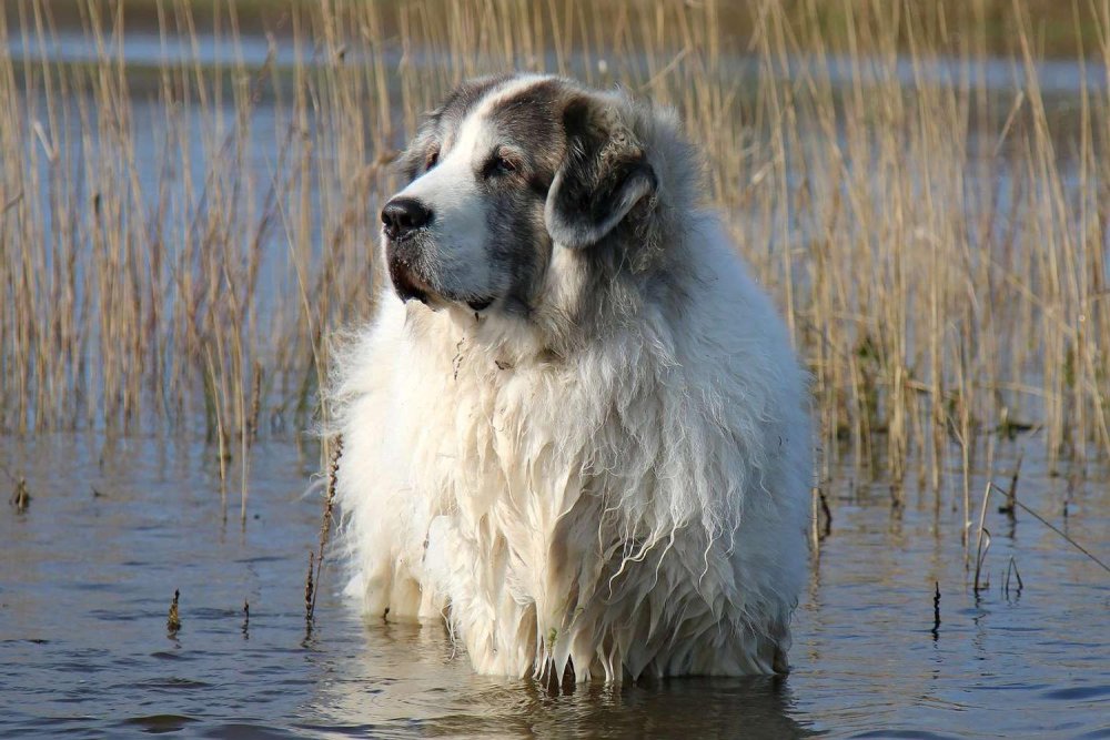 Pyrenean Mastiff Dog Breed Image 9