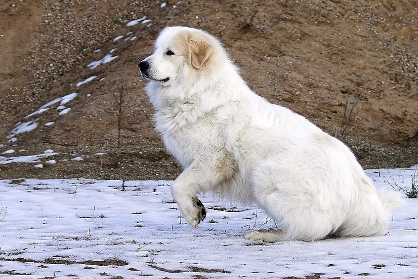 Pyrenean Mountain Dog - Great Pyrenees Dog Breed Image 1