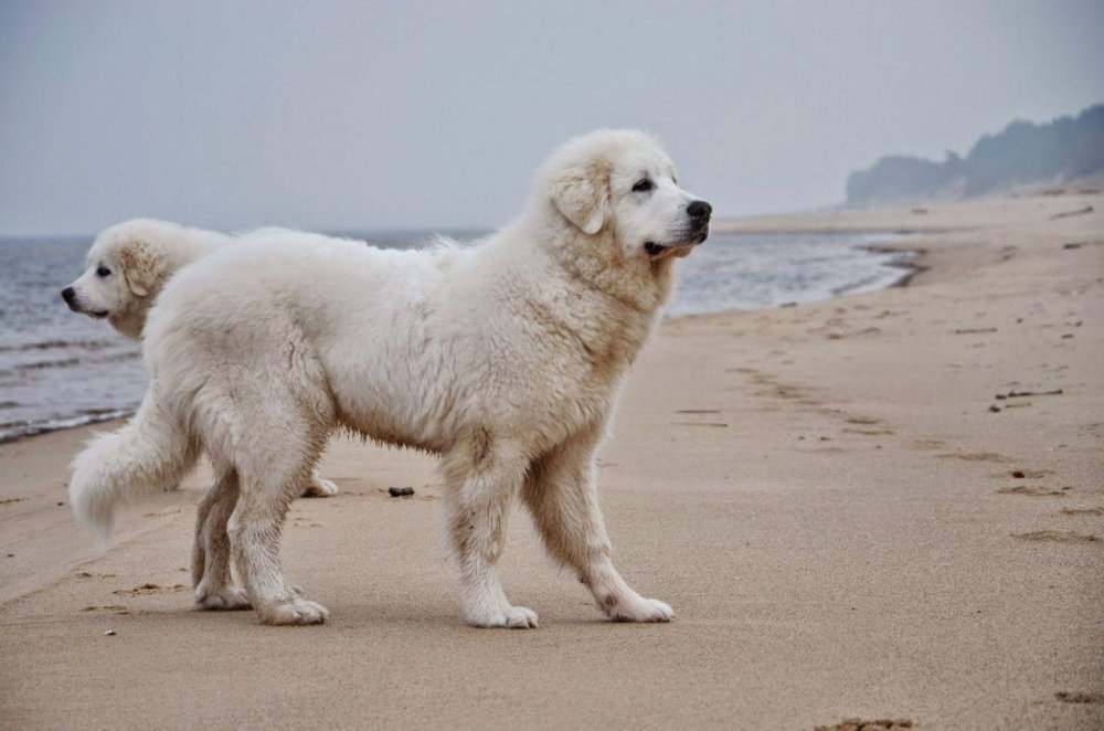 Pyrenean Mountain Dog - Great Pyrenees Dog Breed Image 12