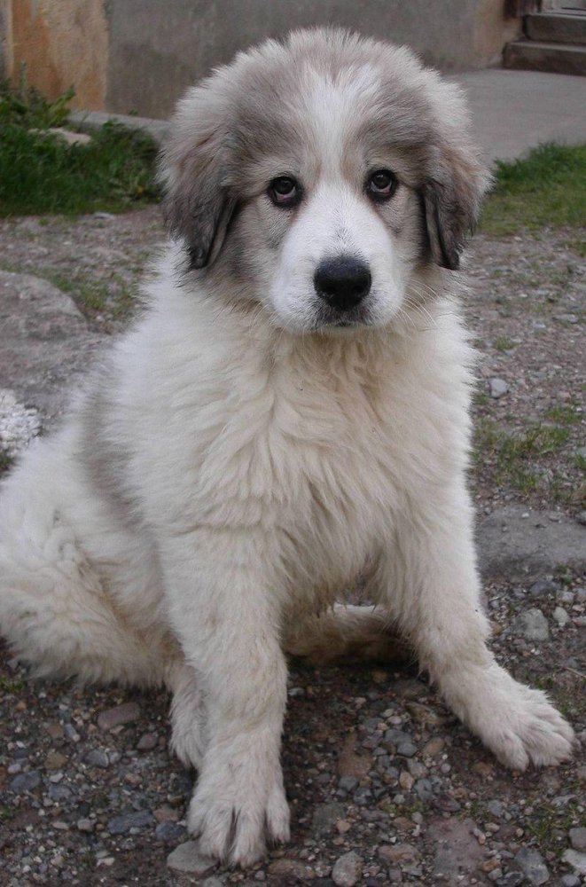 Pyrenean Mountain Dog - Great Pyrenees Dog Breed Image 14