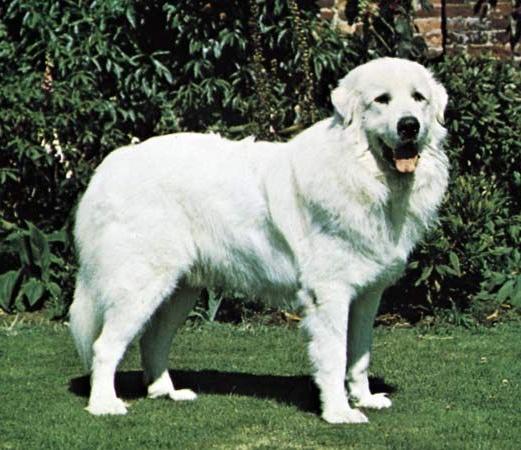 Pyrenean Mountain Dog - Great Pyrenees Dog Breed Image 18