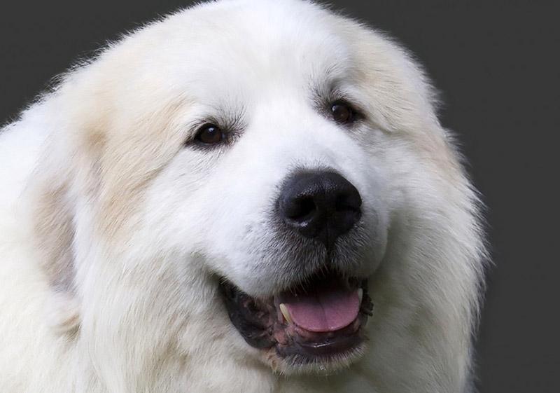 Pyrenean Mountain Dog - Great Pyrenees Dog Breed Image 19