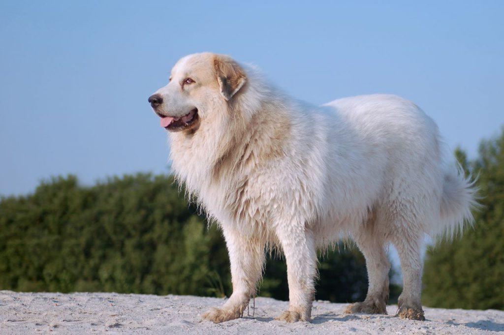 Pyrenean Mountain Dog - Great Pyrenees Dog Breed Image 3