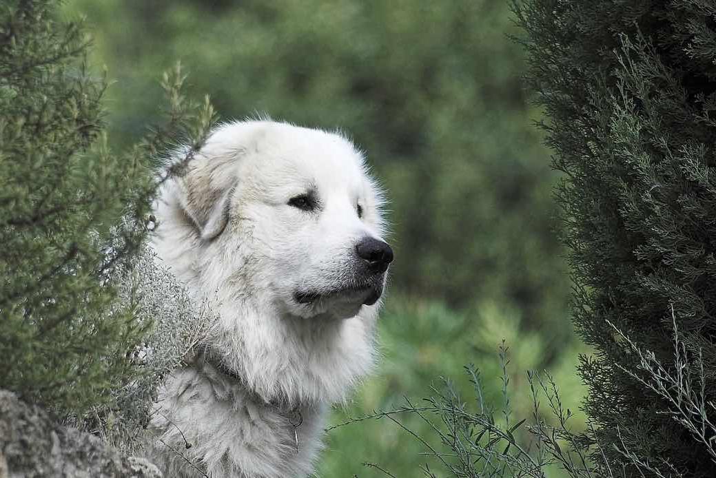 Pyrenean Mountain Dog - Great Pyrenees Dog Breed Image 6