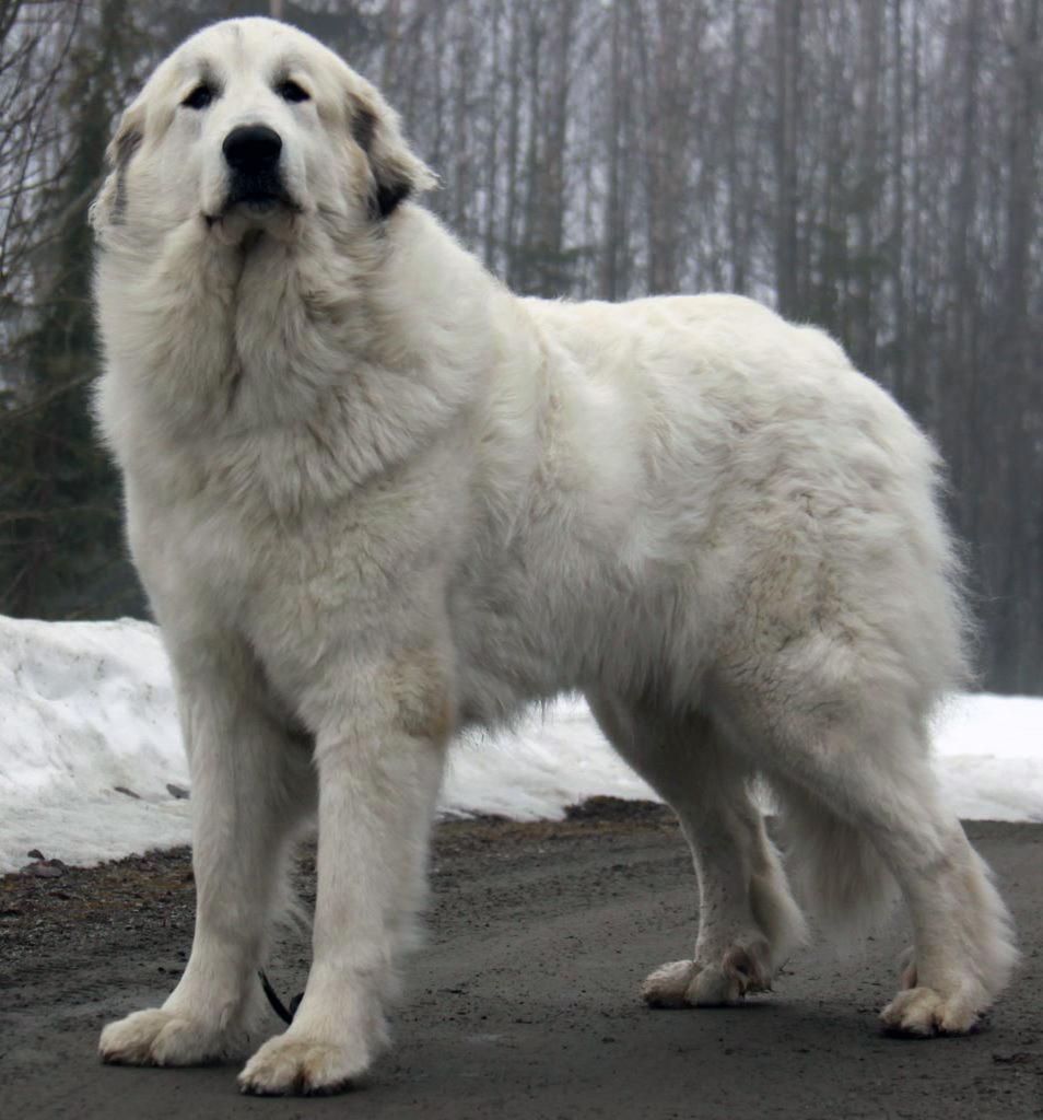 Pyrenean Mountain Dog - Great Pyrenees Dog Breed Image 8