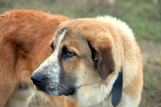 Rafeiro do Alentejo Dog Breed Image 10