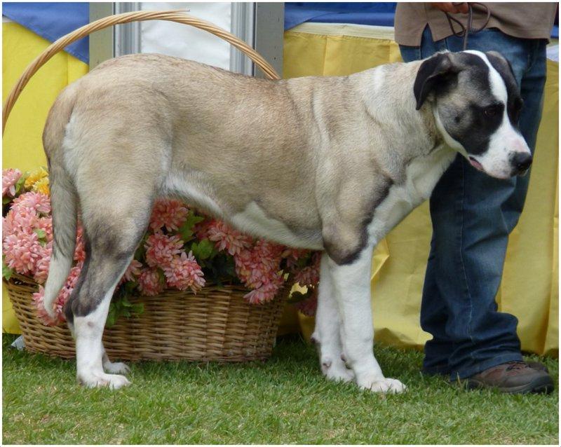 Rafeiro do Alentejo Dog Breed Image 13