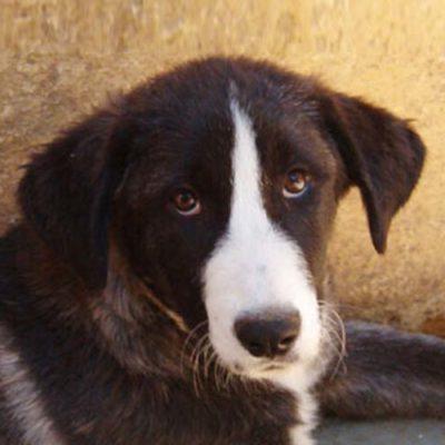 Rafeiro do Alentejo Dog Breed Image 19