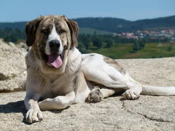 Rafeiro do Alentejo Dog Breed Image 2