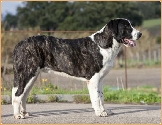 Rafeiro do Alentejo Dog Breed Image 20