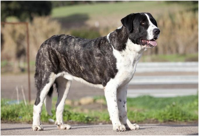 Rafeiro do Alentejo Dog Breed Image 5