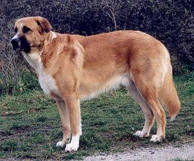 Rafeiro do Alentejo Dog Breed Image 7