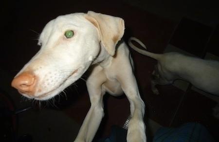 Rajapalayam Dog Breed Image 13